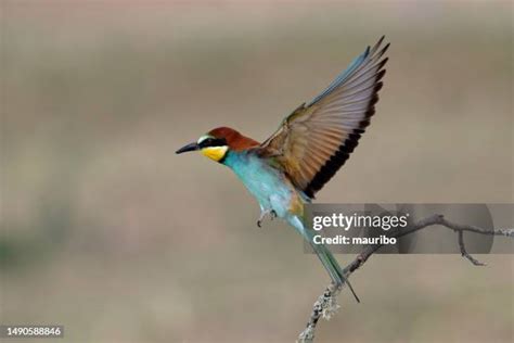 Image result for European Bee-eater Flying Back View
