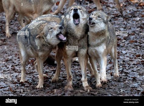 Wolves 的图像结果