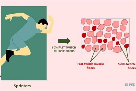 Image result for Muscle Twitch Graph