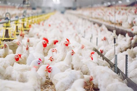 Poultry production: how to set up a poultry farm? | expondo.co.uk