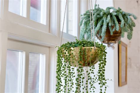 Indoor Hanging Planters