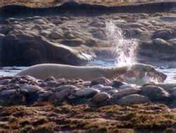 ZooLex Exhibit - Arctic Ring of Life