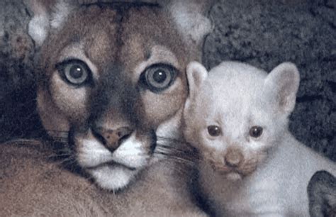 Extremely Rare White Puma Cub Born in Nicaragua Zoo - Animals Around The Globe - Pum X Rare