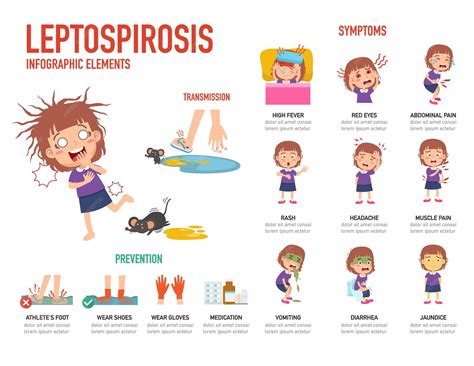 Leptospirosis symptoms and prevention infographic vector illustration ...