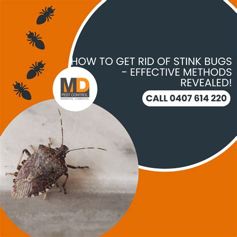 How to Get Rid of Stink Bugs - Effective Methods Revealed - MD Pest Control
