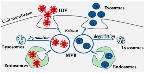 Shedding Light on the Role of Extracellular Vesicles in HIV Infection ...