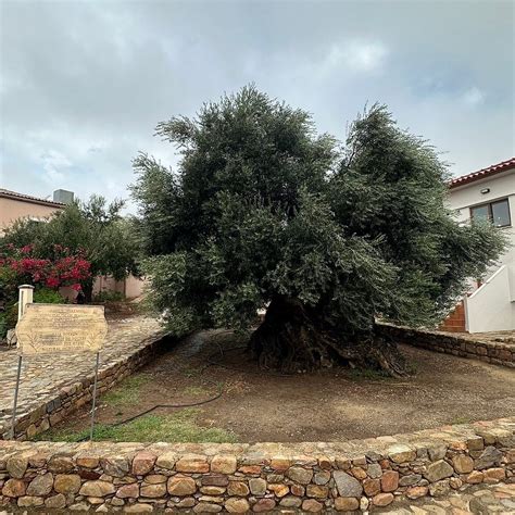 THE MONUMENTAL OLIVE TREE OF VOUVES - All You Need to Know BEFORE You ...