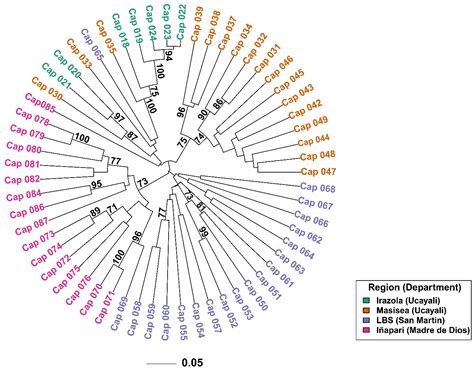 Genetic Diversity and Population Structure of Capirona (Calycophyllum ...
