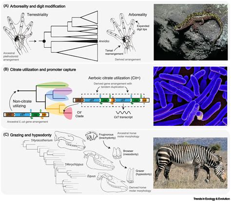 The ecology and evolution of key innovations: Trends in Ecology & Evolution