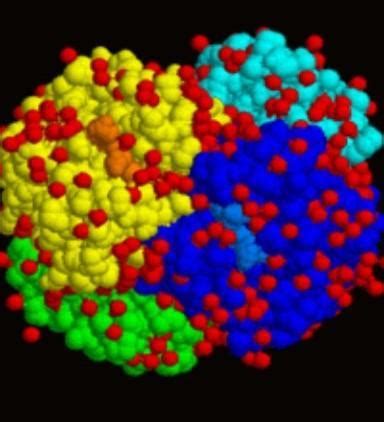 What are conjugated proteins ? - Brainly.in