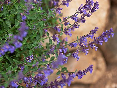 16 Colorful Perennial Flowers for Spring-to-Fall Blooms