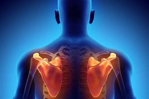 Scapular Muscle 的图像结果