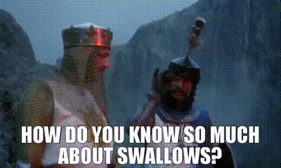 Monty Python Swallow 的图像结果