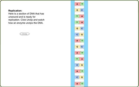 Image result for DNA Replication Lab