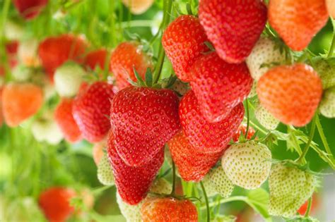 Indoor Strawberries - DutchGreenhouses