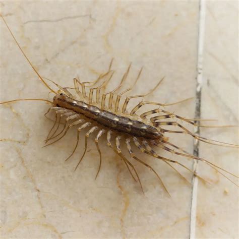 Expert Pest Control for Texas Centipedes | Fast & Reliable Service