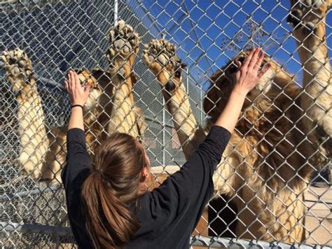 Must do in Vegas - Reviews, Photos - Lion Habitat Ranch - Tripadvisor
