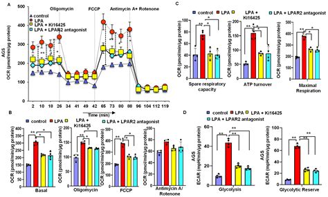 Alteration of Cellular Energy Metabolism through LPAR2-Axin2 Axis in ...