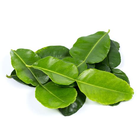 Fresh Thai kaffir lime leaves (10g) - Imported weekly from Thailand ...