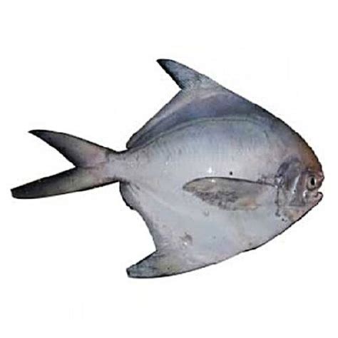 Buy Pacific Sea Foods Fish - Silver Pomfret, 3 - 4 Pcs Online at Best ...