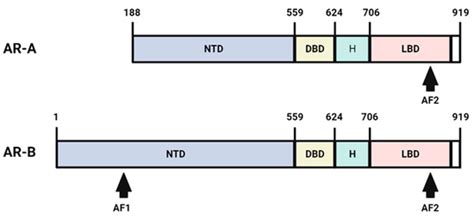 Androgen Receptor and Cardiovascular Disease: A Potential Risk for the ...