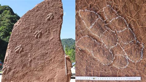 贵州赫章发现侏罗纪早期恐龙足迹化石群 1只在小跑其他3只为正常行走 - 化石网