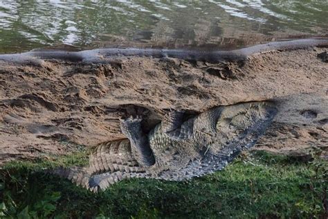 Crown travels & tours (Mirissa) - All You Need to Know BEFORE You Go