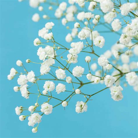 Bulk Babys Breath Seeds (Perennial) - Snowflake | Bulk Wildflowers