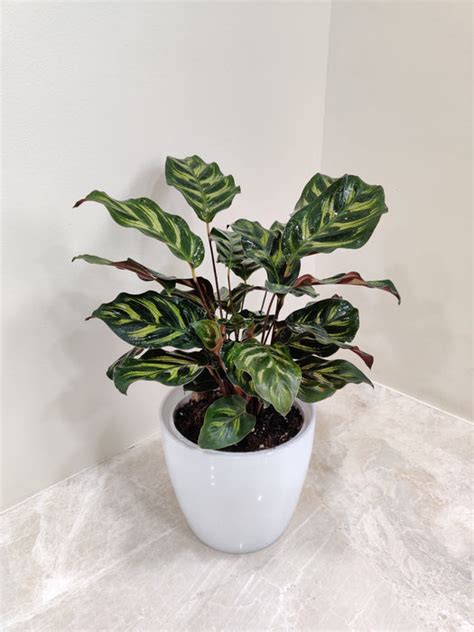Calathea Makoyana Plant - Perfect Corporate Gift | Green Decor ...