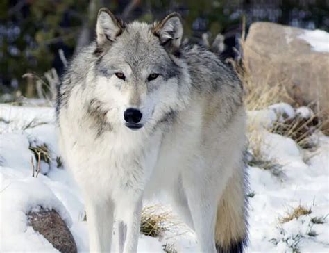 Image result for Breed of Wolves