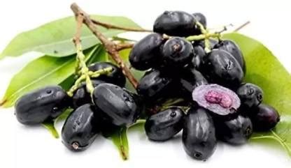 Chalisa Black Plum, Kala Jamun, Java Plum Seed Price in India - Buy ...