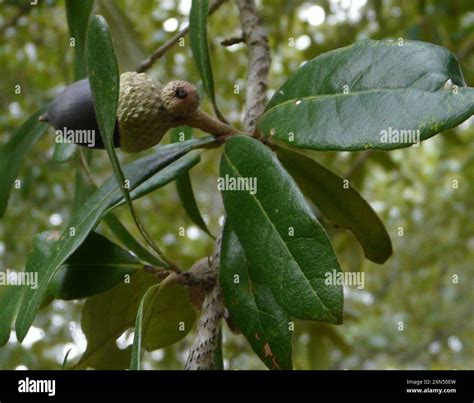 southern live oak (Quercus virginiana) Plantae Stock Photo - Alamy