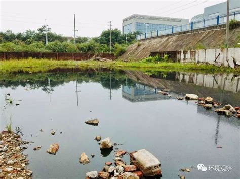 这里的水塘又脏又臭 村民希望加以治理改善水质-嵊州新闻网