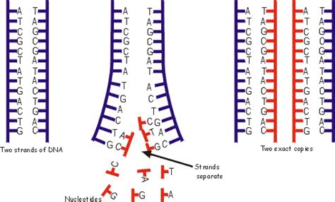 Image result for How to Make DNA Complementary Strands