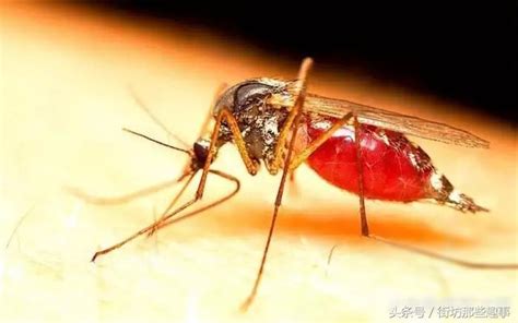 蚊子最爱吸哪种血型？看完你就明白了~ - 上海科普网