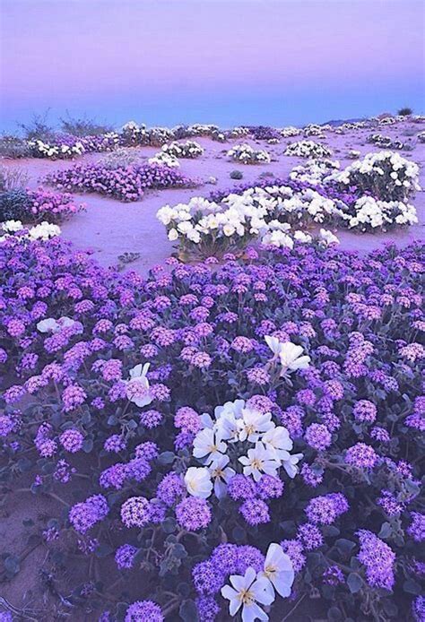 Pastel Purple Flowers Aesthetic at Chelsea Frome blog