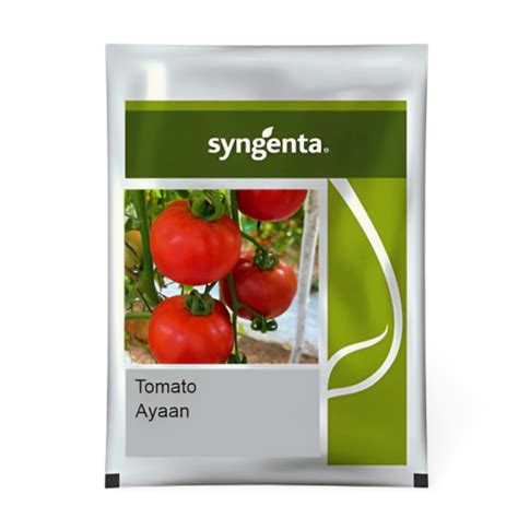 Syngenta Ayaan TO 7042 Tomato Seed Price in India, – BEEJMART