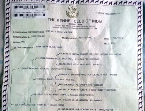 KCI Certificate For Dogs: How To Get, Registration fees & More