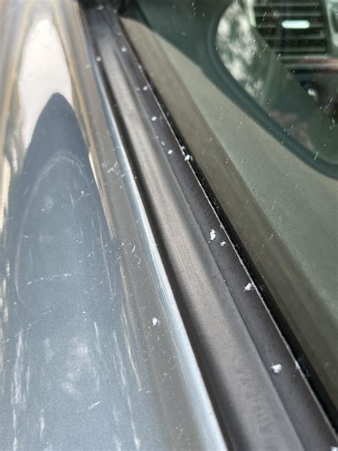 What are these little white fuzzy bugs all over my car? : r/Chattanooga