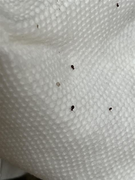 Image result for Spring Tails