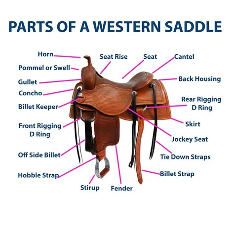 Exploring the Essential Parts of a Horse Saddle: A Comprehensive Guide ...