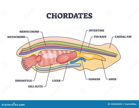 Phylum Chordata Diagram