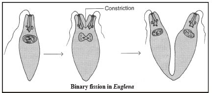 How Do Organisms Reproduce Class 10 Notes Science Chapter 7 Free PDF
