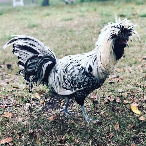 Silver Laced Polish Chicken - Baby Chicks for Sale | Cackle Hatchery®
