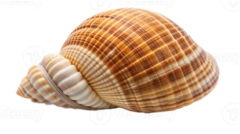 Image result for Empty Shell PNG