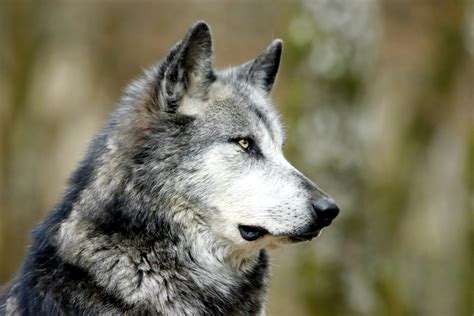 Wolf Side Profile Photos, Download The BEST Free Wolf Side Profile ...