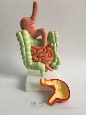 Human Digestive system Stomach anatomy model the India | Ubuy