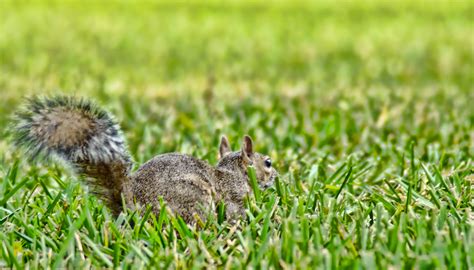Fotos gratis : naturaleza, césped, al aire libre, pájaro, campo, prado ...