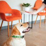 Image result for How to Download Dogtopia Java