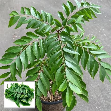 Ixora Farming Curry Leaves Kadi Patta Murraya Koenigii Meetha Neem ...